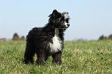 CHIEN NU CHINOIS 155